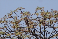 Sterculia foetida